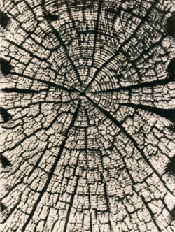 Holz aus einem Heustadl